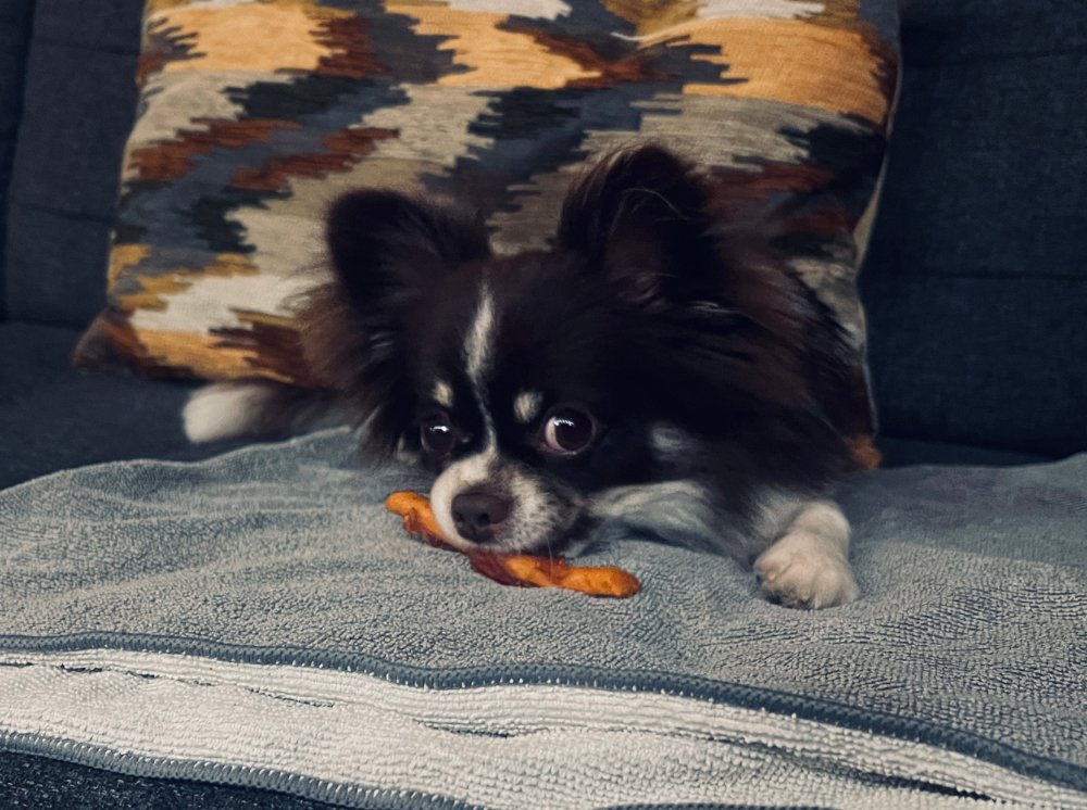 Meet Milo | Boops & Kisses Pet Care