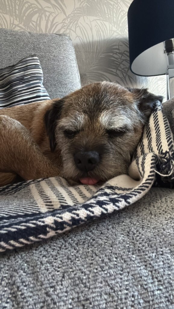 Pet Drop-In Service | Boops & Kisses Pet Care