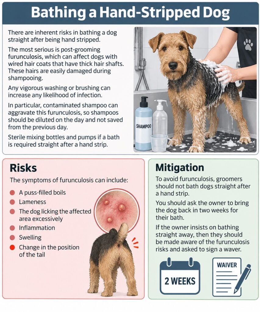 Boops & Kisses Pet Care - Your Pet, Our Care | Bathing a Hand Stripped Dog