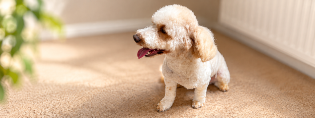 Boops & Kisses Pet Care - Your Pet, Our Care | Dog Grooming Banner