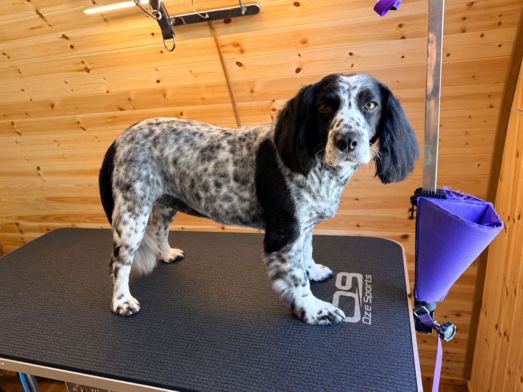 Boops & Kisses Pet Care - Your Pet, Our Care | Dog Grooming Banner