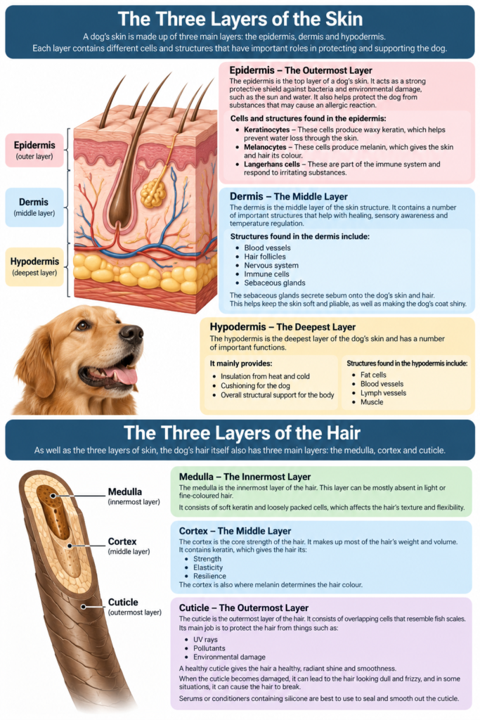Boops & Kisses Pet Care - Your Pet, Our Care | Three Layers of Skin