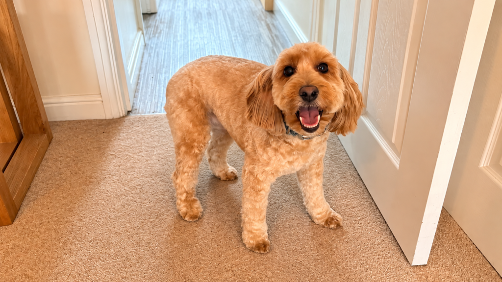 Boops & Kisses Pet Care - Your Pet, Our Care | Dog Grooming Website Image